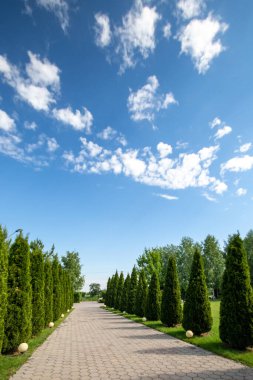 Alley with thujas against the background of a clear blue sky. vertical, copy space