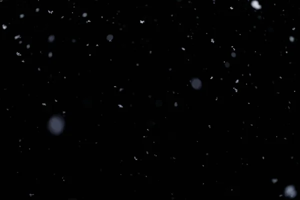 Nieve Real Cayendo Sobre Fondo Negro Para Los Modos Mezcla —  Fotos de Stock