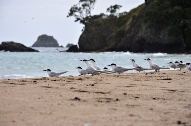 Sahilde oturan kuşlar