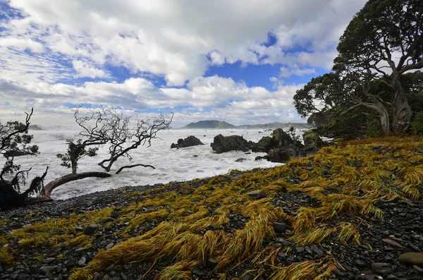 Waihau Bay landskap — Stockfoto