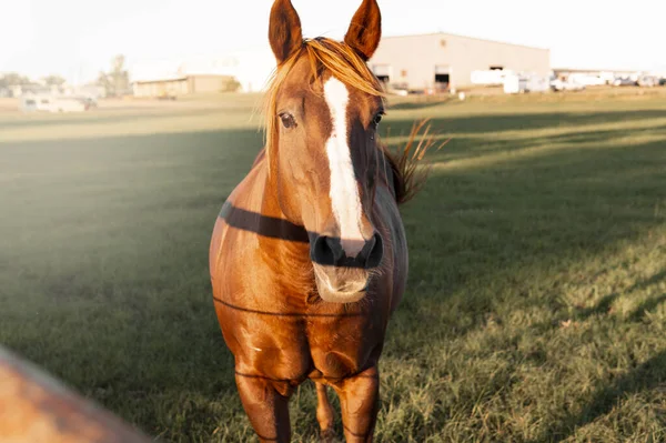 Magnifique Cheval Marron Marron Gros Plan Coucher Soleil Doré — Photo