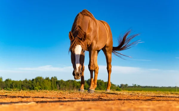 Superbe Photographie Marron Marron Cheval Marche — Photo