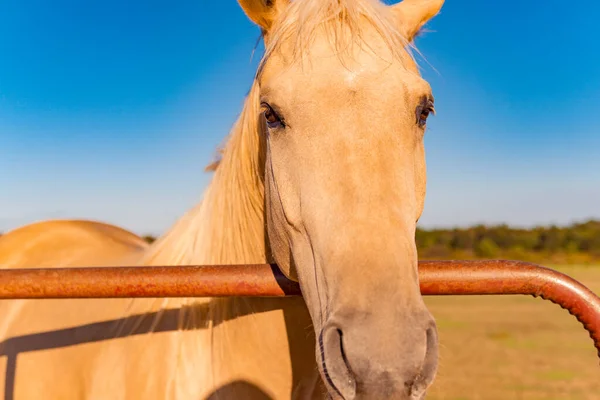 Piękny Portret Palomino Golden Horse Close — Zdjęcie stockowe