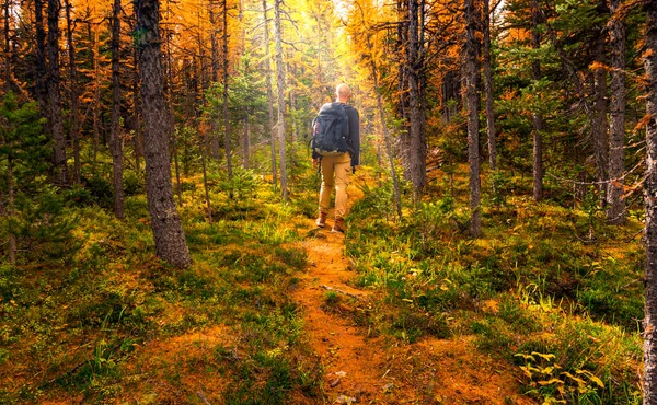 Hombre Caminando Por Camino Bosques Temporada Otoño Imagen de stock
