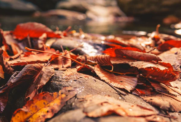 Crujientes Hojas Coloridas Tierra Después Caída Cerca Orilla Del Río Fotos de stock