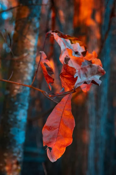 Moderne Naturstimmung Wunderschöner Krickente Und Orangennuss — Stockfoto