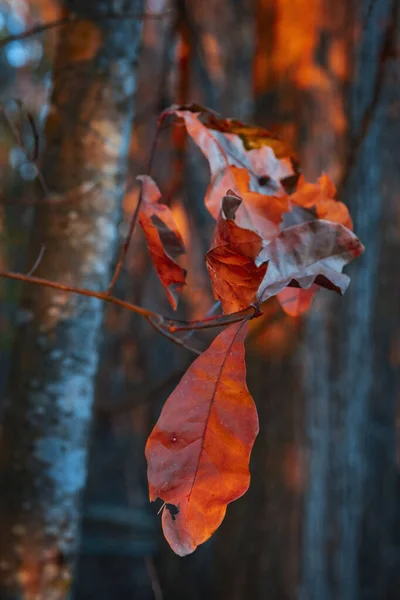 Ambiance Nature Moderne Dans Une Belle Lut Sarcelle Orange — Photo