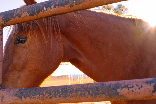 Magnifique Portrait Cheval Stylo Derrière Clôture Ranch — Photo