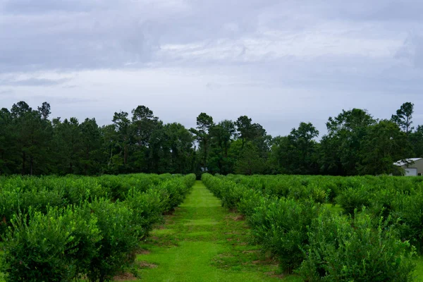 Kırsal Bölgedeki Yabanmersini Çiftliği