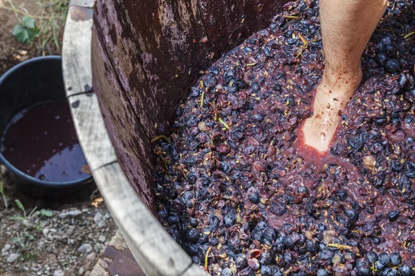 Давление на виноград Стоковое Изображение