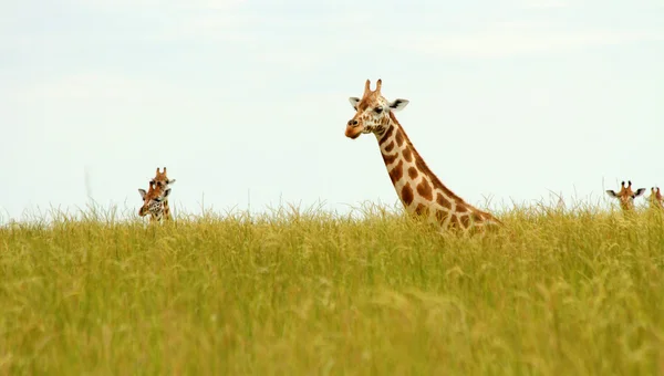 Zürafa kafaları alay kadar Savannah çim dışarı