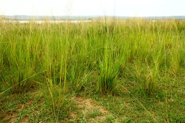 Grasses along the Ugandan Nile