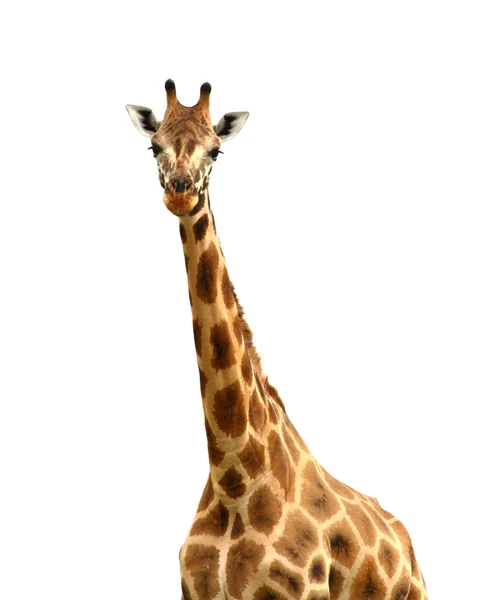 Geïsoleerde Giraffe Camera kijken — Stockfoto