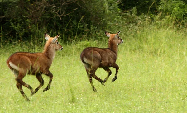 Huppelend waterbok — Stockfoto