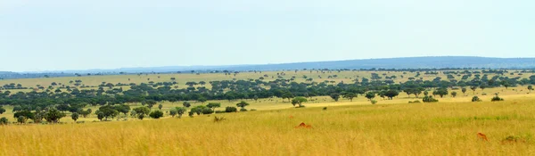 乌干达萨凡纳全景 — 图库照片