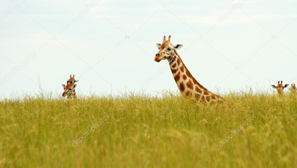 Giraffe Heads Poking up out of Savannah Grass