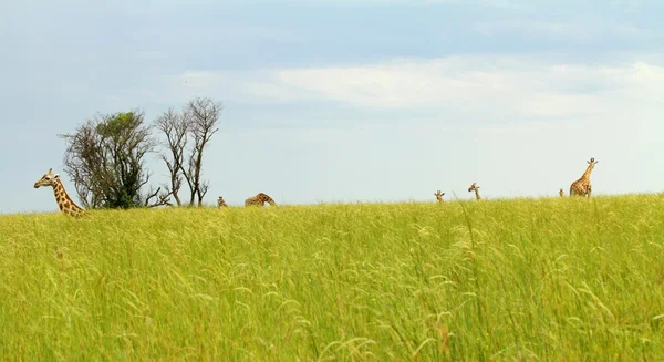 Verstecken im Gras mit Giraffen — Stockfoto