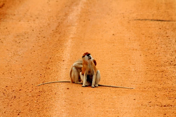 Patas Monkeys on a Dirt Road — Stock Photo, Image