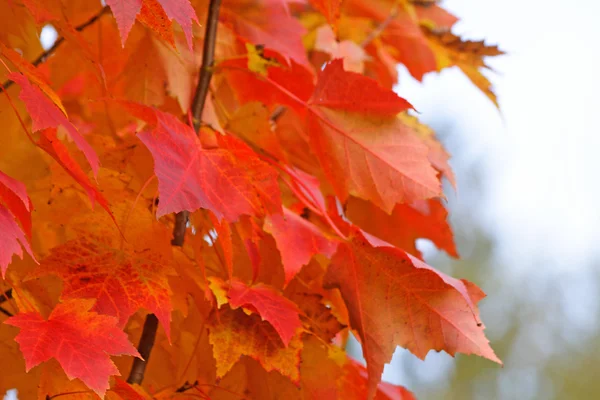 Primo piano di Fiery Maple Leaves — Foto Stock