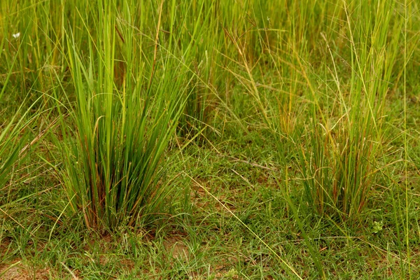 Gramíneas verdes Savannah Close-up — Fotografia de Stock