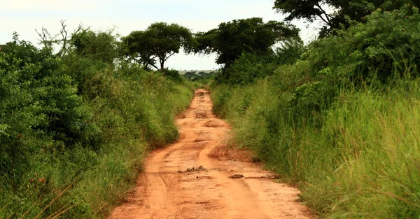 Estrada da selva com efeito vintage — Fotografia de Stock