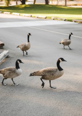 Komik kuşlar ve vahşi ördekler yolun karşısına geçer, vahşi yaşam.