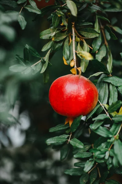 Reife Saftige Rote Granatäpfel Baum — Stockfoto