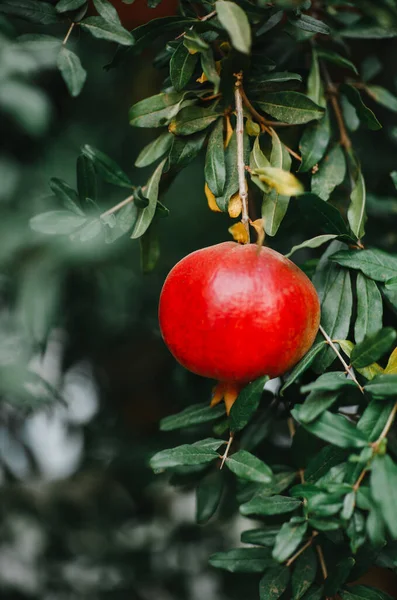 Rijpe Sappige Rode Granaatappels Boom — Stockfoto