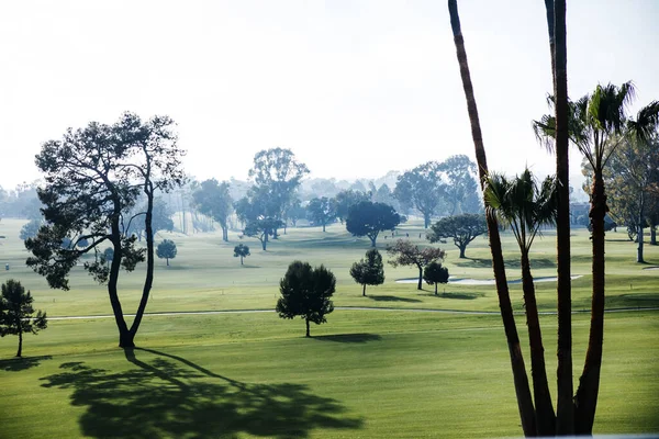 Vista Natural Elegante Lujosa Del Parque Verde Los Ángeles Palmeras — Foto de Stock