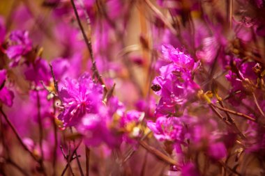 böcek çiçek arka plan üzerinde