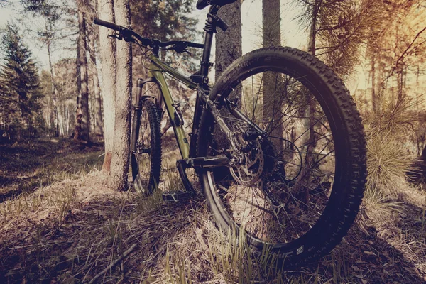 Mountain bike na trilha na bela floresta de verão . — Fotografia de Stock