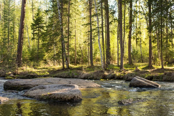 Rivière de montagne qui coule à travers la forêt verte. — Photo
