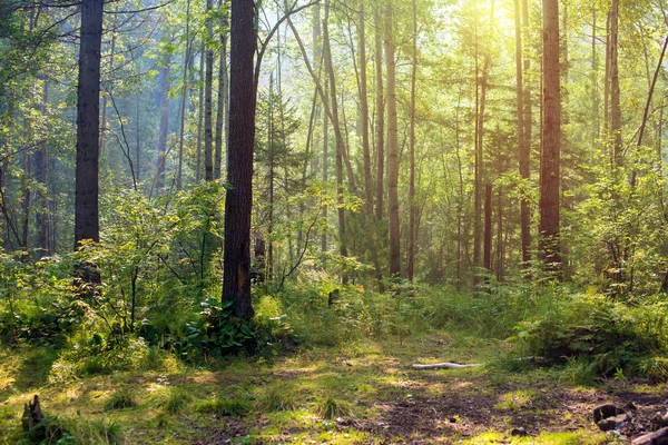 太陽の下で美しい夏緑の森 — ストック写真