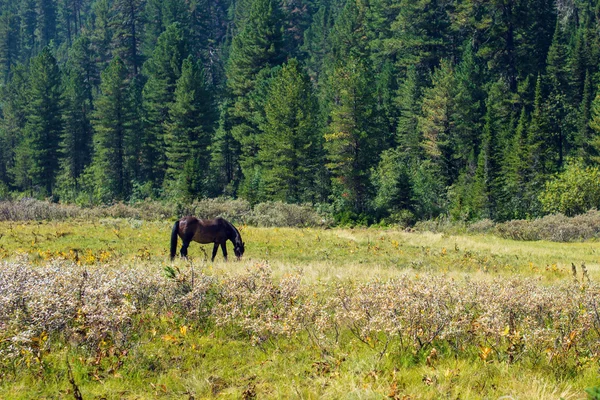 草原での馬の放牧 — ストック写真