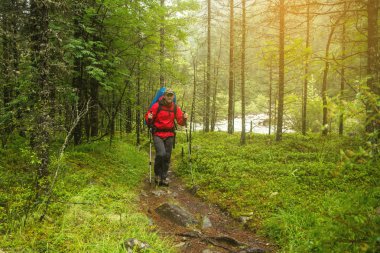 Sırt çantalı bir adam ormanda yürüyüş yapıyor.