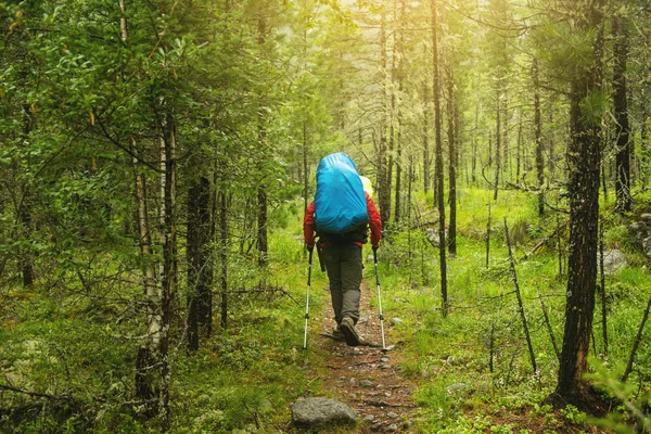 Man with backpack hiking in forest, rear view — Stock Photo, Image