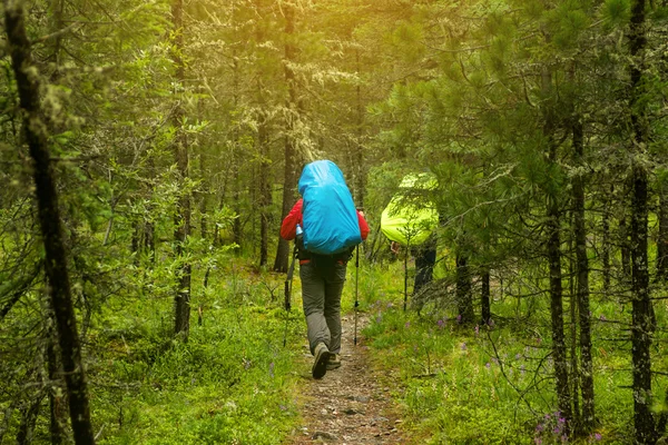 Man with backpack hiking in forest, rear view — Stock Photo, Image