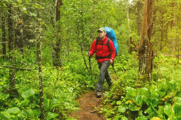 Человек с рюкзаком прогулки в лесу — стоковое фото
