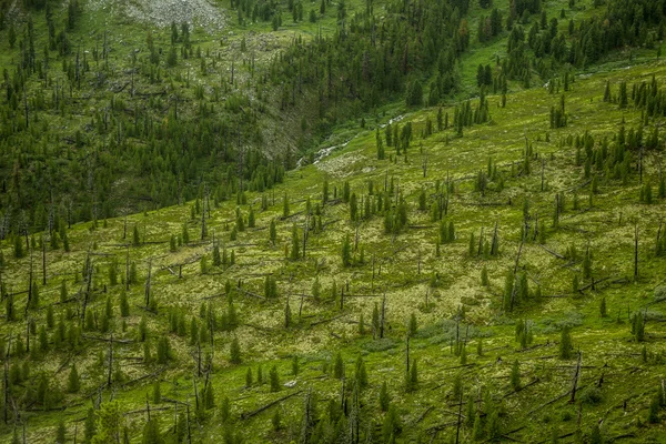 森の背景。頂上からの眺め — ストック写真