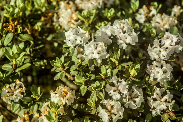rododendron Adams çiçek çiçek