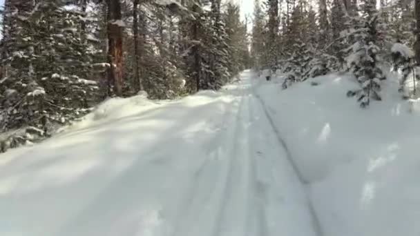 Trilha de esqui descendo pela floresta de inverno. Linda paisagem matinal. Estilo de vida ativo no inverno ao ar livre — Vídeo de Stock