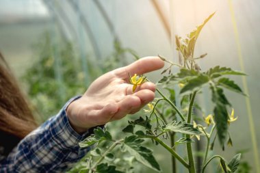 Kadının eli dikkatlice serada domateslerin sarı çiçeğini tutuyor. Bitkilerle ilgilenme ve organik sağlıklı sebzeler yetiştirme kavramı. Yakın çekim..