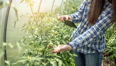 Kadın, bir serada elinde telefon kamerasıyla domateslerin ilk yeşil meyvelerini çekiyor..