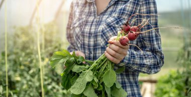 Kadın elinde serasından yeni toplanmış turpların ilk mahsulünü tutuyor. Sağlıklı organik sebze yetiştirme kavramı, hobi.