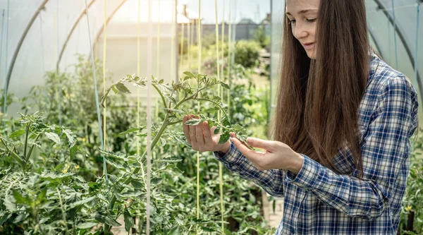 Jovem Jardineira Mulher Cuidadosamente Segurando Examinando Folhas Tomates Estufa Conceito — Fotografia de Stock