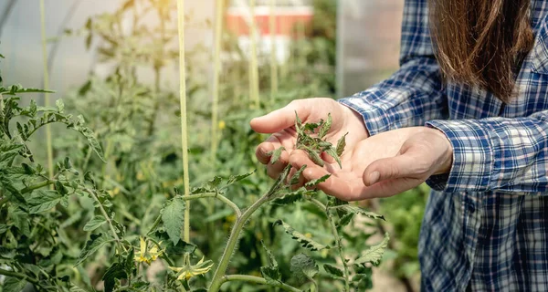 Jovem Jardineira Mulher Cuidadosamente Segurando Examinando Folhas Tomates Estufa Conceito — Fotografia de Stock