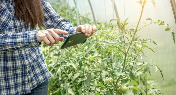 Mulher Está Tirando Fotos Primeiros Frutos Verdes Tomates Uma Estufa — Fotografia de Stock