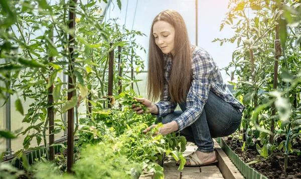 Mulher Está Colhendo Uma Arugula Verde Orgânica Saudável Uma Estufa — Fotografia de Stock