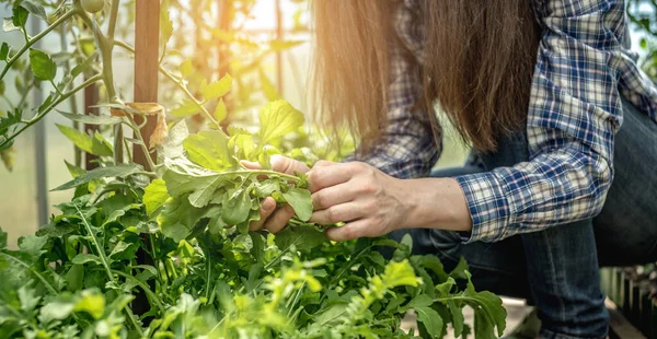 Mulher Está Colhendo Uma Arugula Verde Orgânica Saudável Uma Estufa — Fotografia de Stock