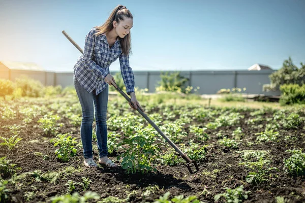 Young gardener woman is weeding weeds on a potato plantation with a hoe. Concept of gardening, plant care, growing healthy vegetables.